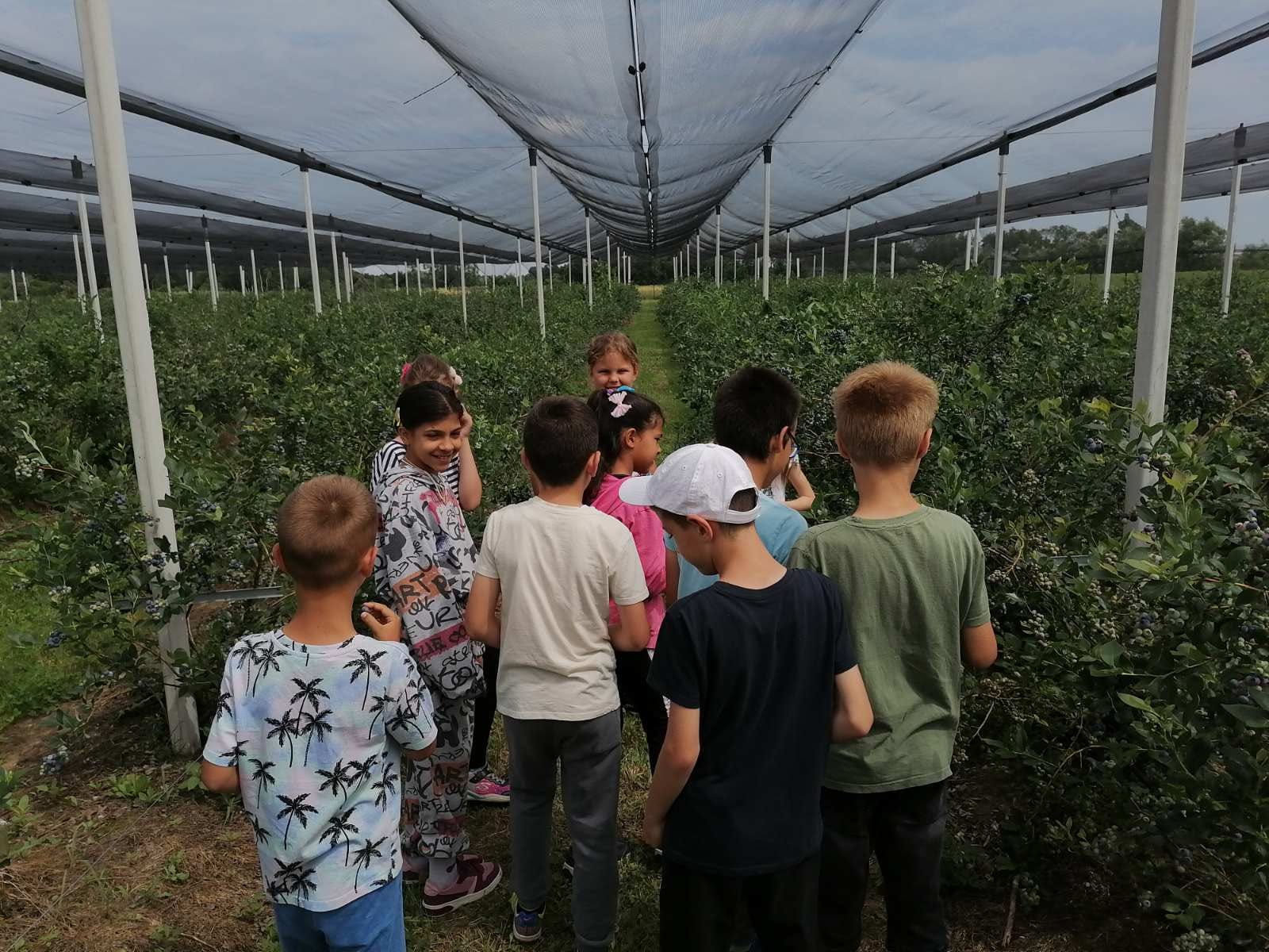 Посета плантажи боровница